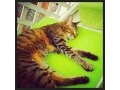 猫カフェですやすや
