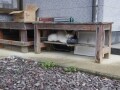 ねこさんの避暑地