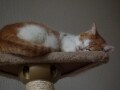 コンパクトな猫