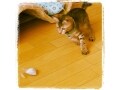 マキビシは俺のもの
