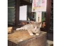 番猫