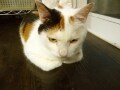 メンチ切りっぱなし