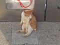 シエスタ