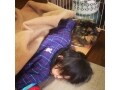 添い寝