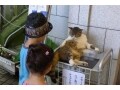 にゃんこ先輩