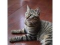 我が家の猫男子たち
