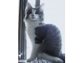 子猫の時の写真