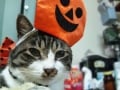 ハッピー・ハロウィーン！