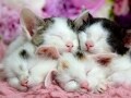 磁石でくっつく子猫たち