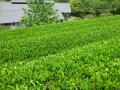 伊豆長岡でユニークな茶摘み体験！