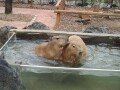 癒し系動物がいっぱい「埼玉県こども動物園自然公園」
