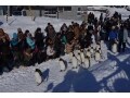 冬こそ楽しい！厳寒の旭山動物園でペンギンを見よう