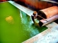 緑色が変化する極上の名湯「熊の湯ホテル」