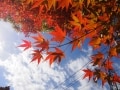 東京都内でも早く紅葉する高尾山へ行ってきました