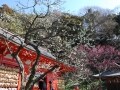 冬の鎌倉・江ノ島　梅の名所めぐりとイベント情報