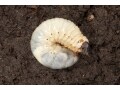 カブトムシの幼虫を飼育方法！卵の見つけ方から幼虫の育て方まで