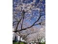 鶴岡八幡宮周辺のお花見おすすめ観光コース