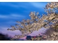 江戸情緒を味わう！東京・梅と桜のライトアップ
