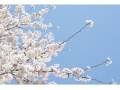 お母さん必見！子供のスマホデビューで考えるべきこと