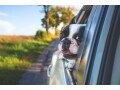 犬と車で出かけるコツ……旅行や車移動でストレスを溜めないために
