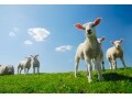 Facebookページのチェックインを有効にしよう！