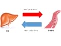 食事で改善！高いのは中性脂肪？コレステロール？