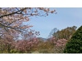 北海道の桜の名所7選！お花見で行きたいスポット【2019】