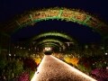 浜名湖花博2014　「花美の庭」夜間ライトアップ