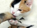 猫のノミ・ダニ予防対策最新情報