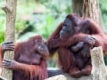 シンガポールの３大動物園おすすめオプショナルツアー
