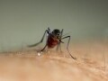 マラリアの症状・治療・予防