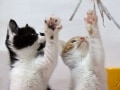 ハイ！は～い！挙手する猫たち