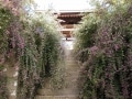 鎌倉の萩の花の美しいお寺めぐりと、奇祭・面掛行列