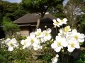 北鎌倉～鎌倉散策　季節の花やお寺をたどる穴場コース