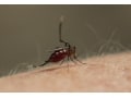 デング熱から身を守る蚊よけアロマ