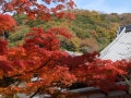 桜と紅葉も！鎌倉五山めぐりは、「鎌倉らしさ」を味わえる散歩道
