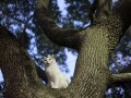 木登りじょうずな猫さん