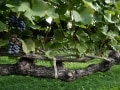 赤ワイン等のブドウの品種……産地と特徴