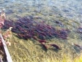 紅く染まる川！4年に1度のサーモン大遡上／カナダ