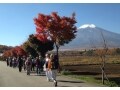 登るだけじゃない！富士山の楽しみ方～歩いて１周～
