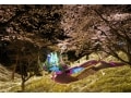 西武園ゆうえんち「イルミージュ」千本桜と光のショー