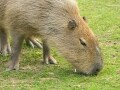 RubyによるWebスクレイピング(2): Capybaraで対話的ブラウジング