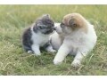 猫のキスってどんな意味？かわいい子猫のキスシーン集