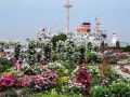横浜でバラ観賞におすすめの公園・ガーデン2021 無料で楽しめるスポットも