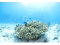 サンゴの生態系と腸内細菌の意外な共通点とは