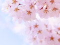 英語で桜のお花見と日本文化を説明しよう！