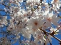 視点で変わる桜の撮影。いつもと違う写真の撮り方