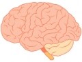 「人間は脳の10％しか使っていない」説の真実は