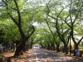 新緑の季節こそ、桜並木がいい散歩コースになる