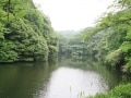 【鎌倉湖】しっとり、イワタバコ咲く水辺さんぽ